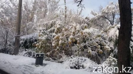 Ветки деревьев попадали на машины под тяжестью снега в Алматы (фото, видео)