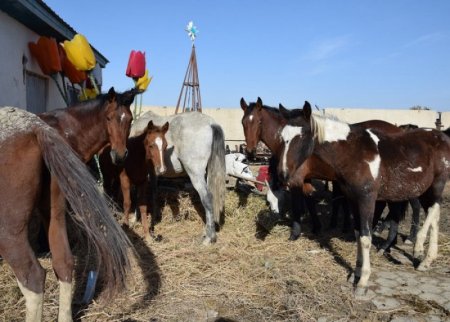 Полицейские в Атырау отправили на штрафстоянку непослушный табун лошадей
