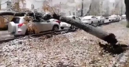 Дерево рухнуло на припаркованный автомобиль в Алматы (видео)