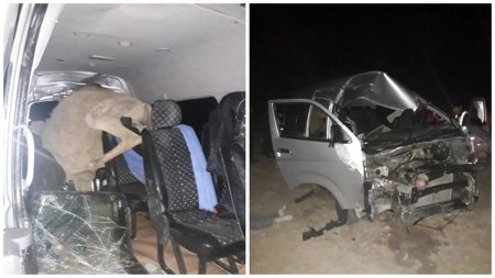 Столкновение авто с верблюдом: мужчина погиб в ДТП в Мангистау