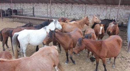 В Мангистау лошадей без светоотражающих лент забирают на штрафстоянку