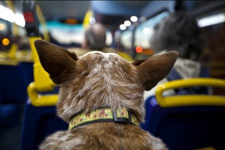 Водитель выгнал пассажира с собакой из автобуса в Алматы
