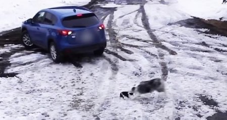 Храбрый пес в зубах вынес своего друга из-под колес машины