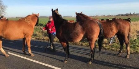 "Чудом выжили": жители Атырау жалуются на ДТП из-за беспризорных лошадей