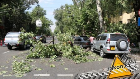 Упавшая ветка дерева повредила авто, провода и затруднило движение в Алматы