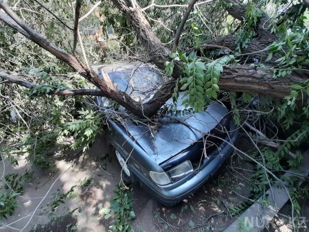Деревья упали на детскую площадку и повредили два авто в Уральске