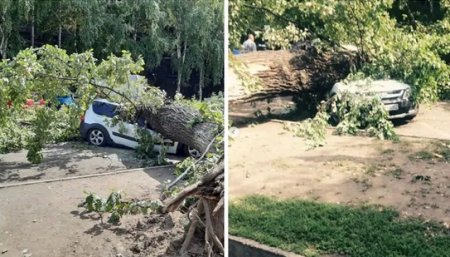 Упавшее дерево раздавило 4 автомобиля в Алматы