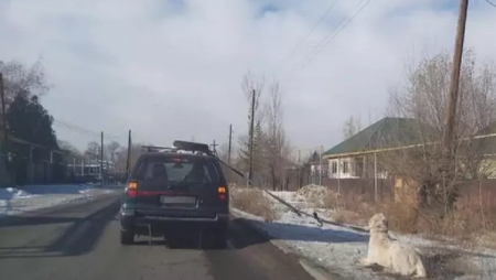 Еще одну привязанную к авто собаку протащили по дороге в Казахстане
